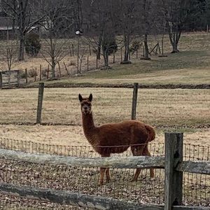 Meet your Posher, Layla